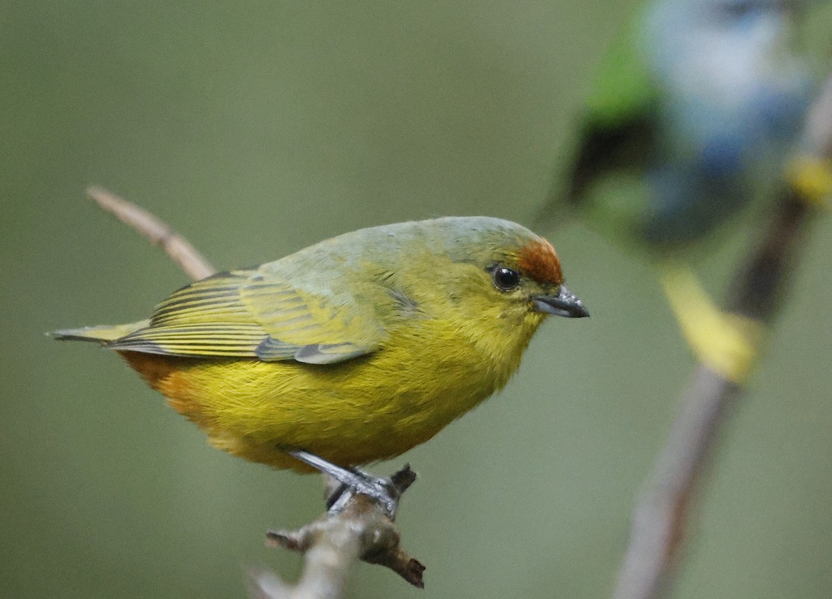 Fulvous-vented Euphonia - ML626349194