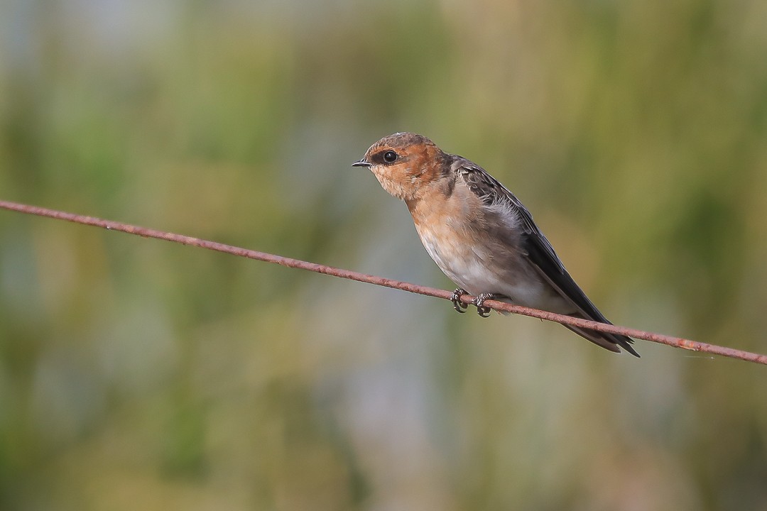 Лисья ласточка - ML626349224