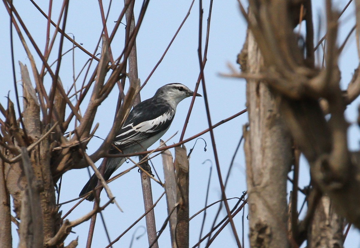 White-shouldered Triller - ML626349256