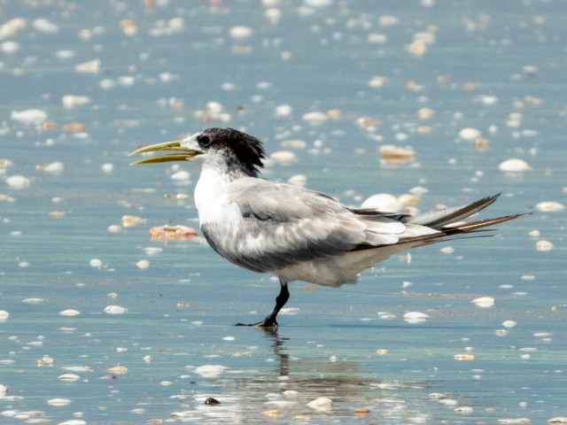 Great Crested Tern - ML626349501