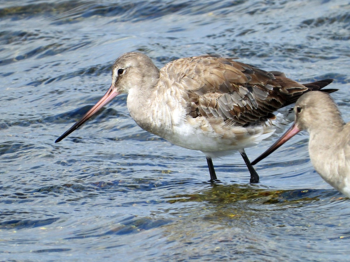 Hudsonian Godwit - ML626349832