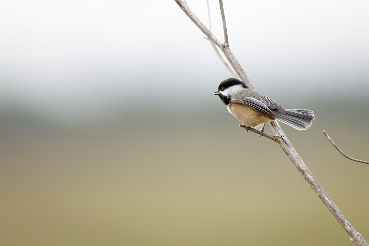 Black-capped Chickadee - ML626349978