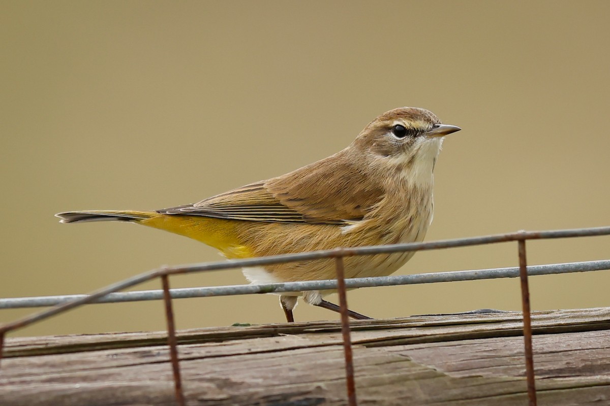 Palm Warbler - ML626350024