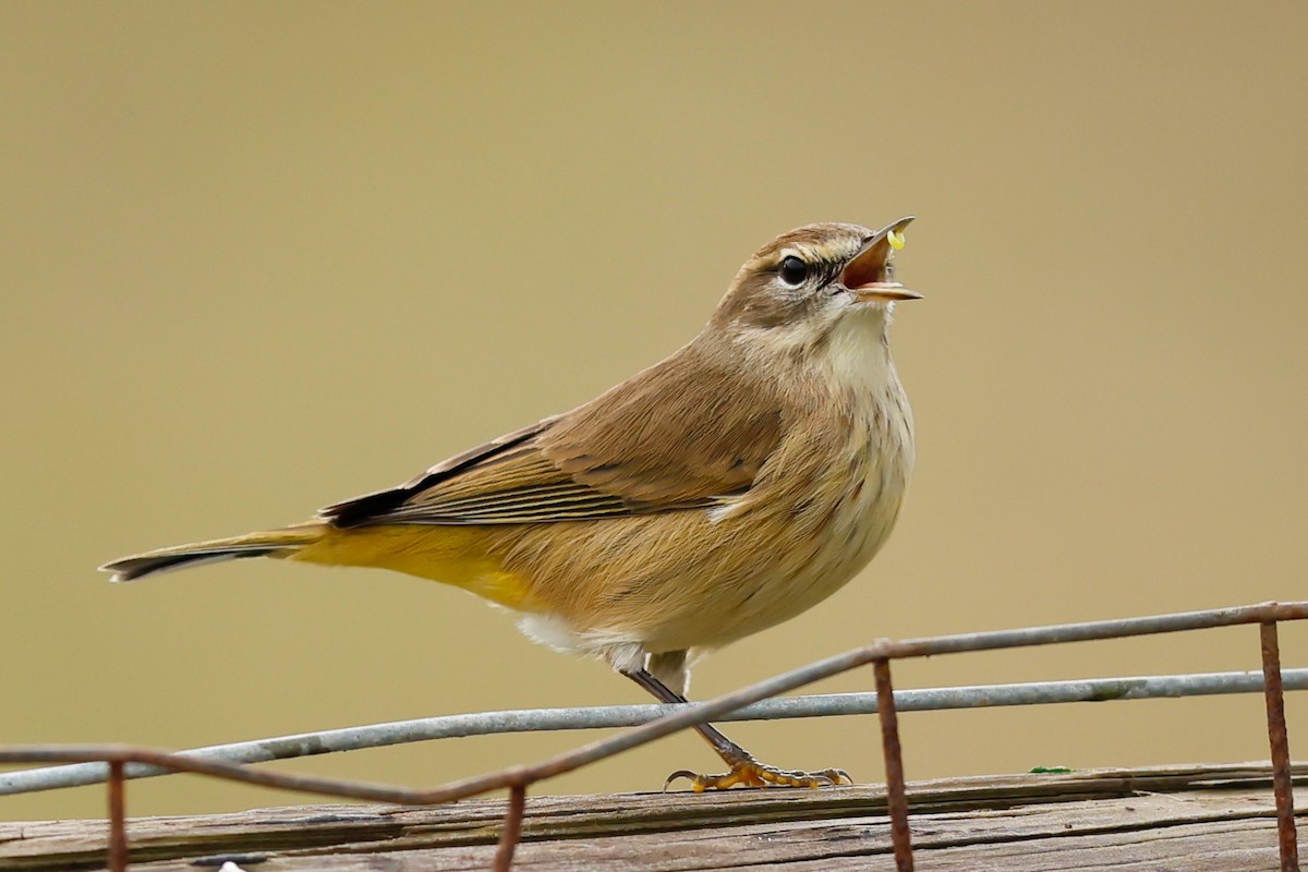 Palm Warbler - ML626350025