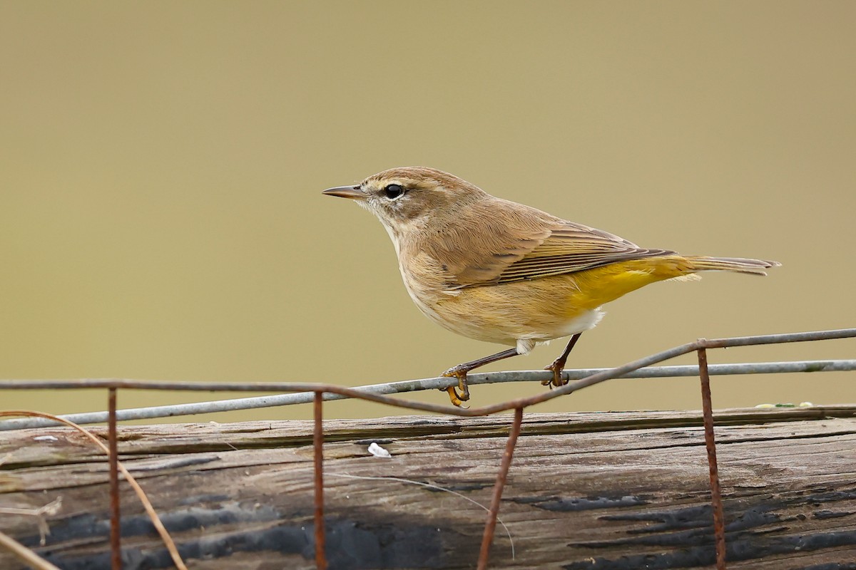 Palm Warbler - ML626350026