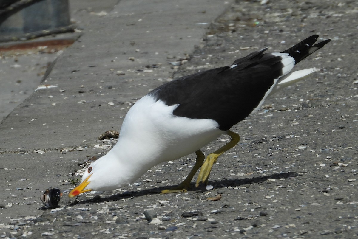 Kelp Gull (dominicanus) - ML626350035