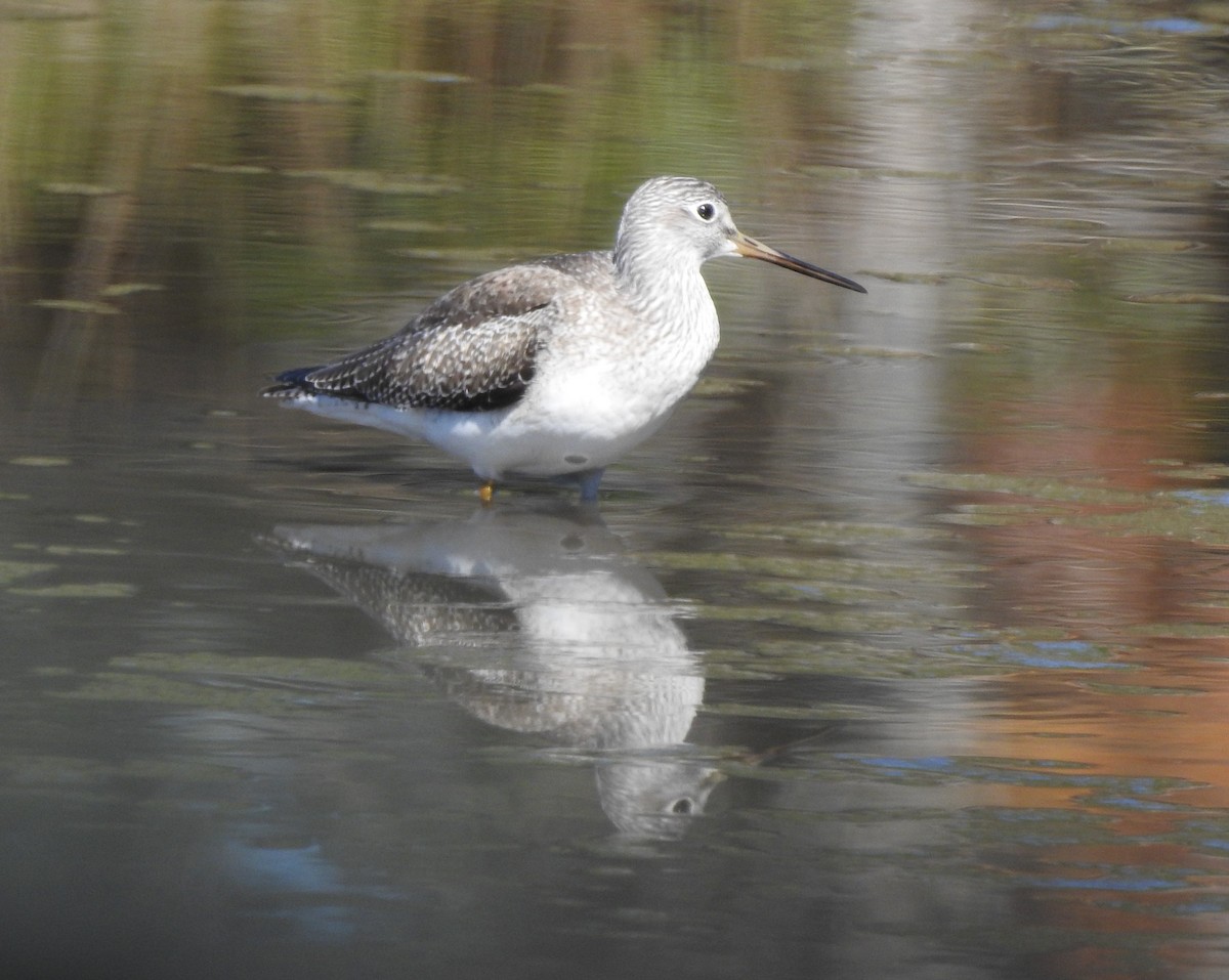 Greater Yellowlegs - ML626350207