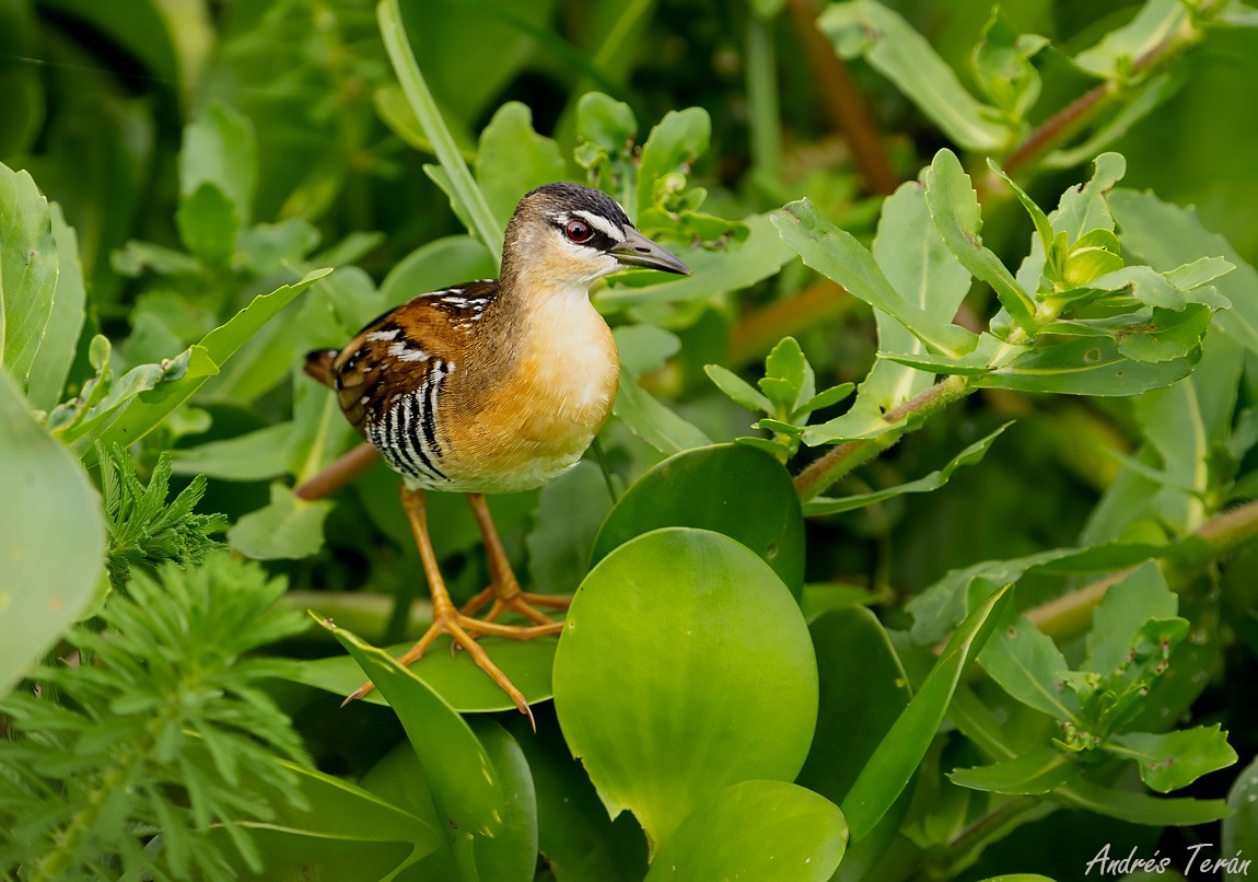 Yellow-breasted Crake - ML626350219