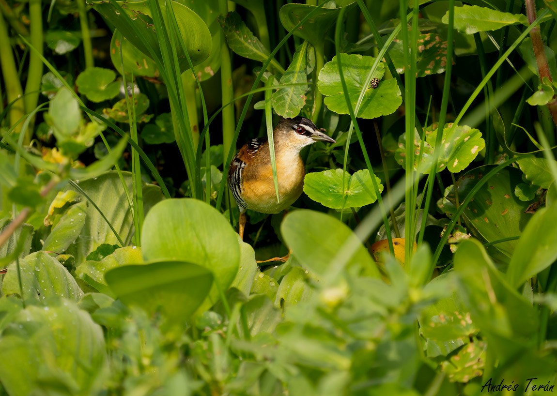 Yellow-breasted Crake - ML626350220