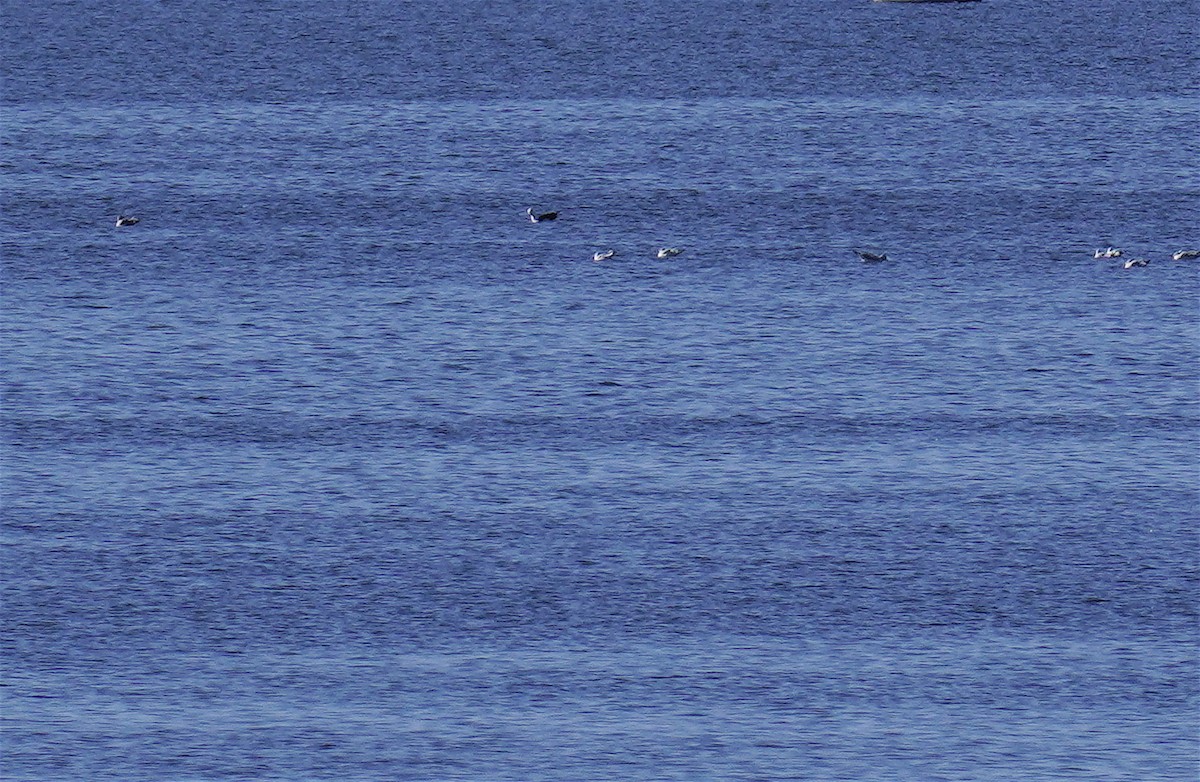 Great Black-backed Gull - ML626350280