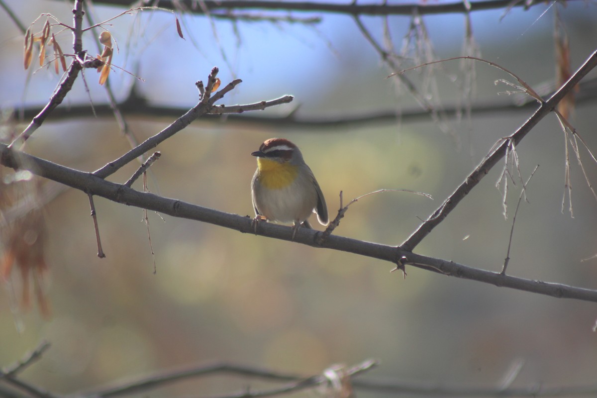 Rufous-capped Warbler (rufifrons Group) - ML626350357