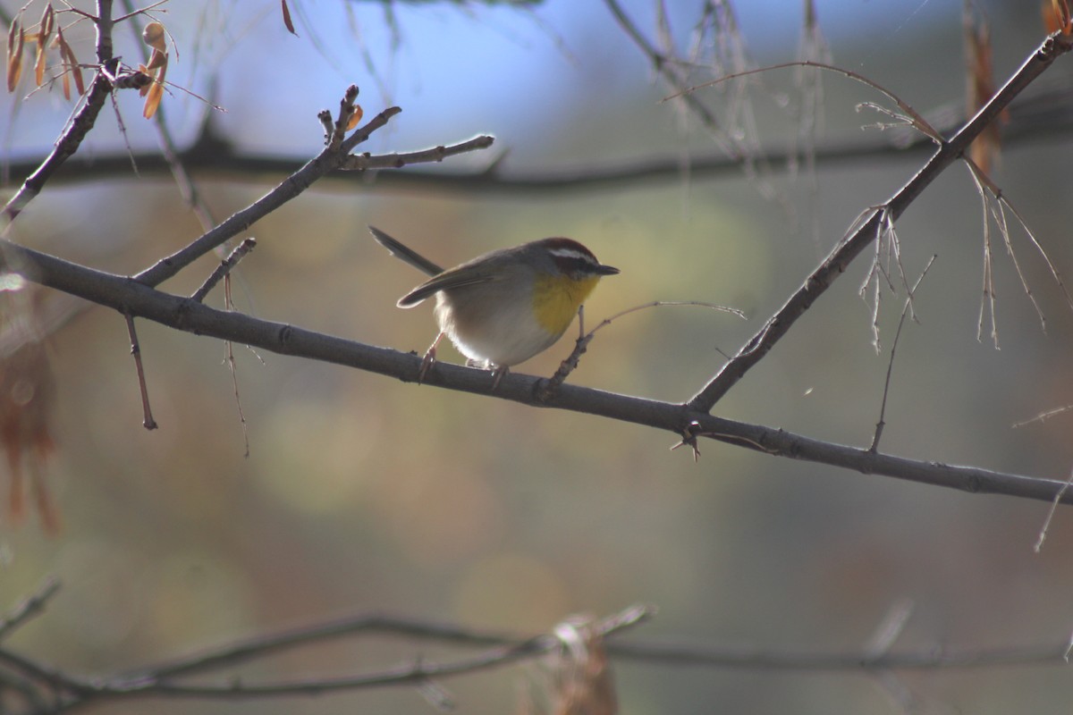 Rufous-capped Warbler (rufifrons Group) - ML626350358