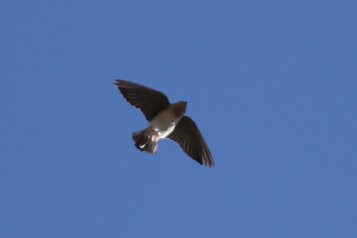Cave Swallow - ML626350425