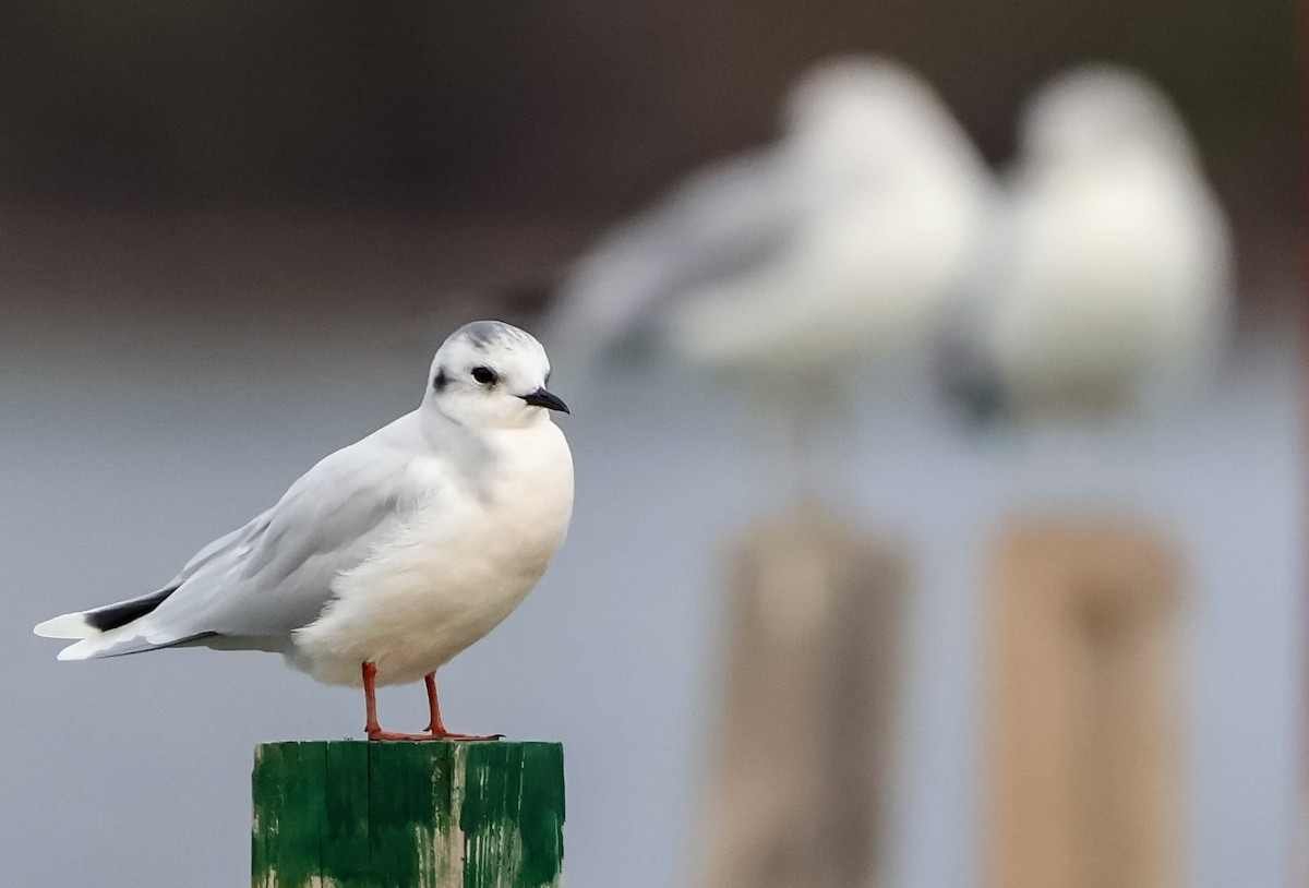 racek malý - ML626350494