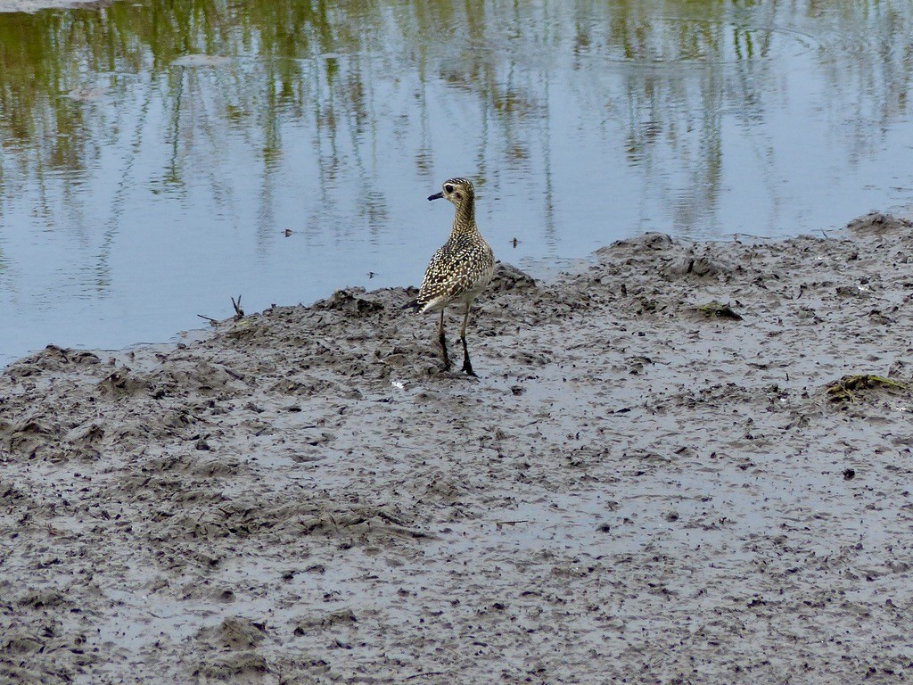 sibirlo - ML626350550