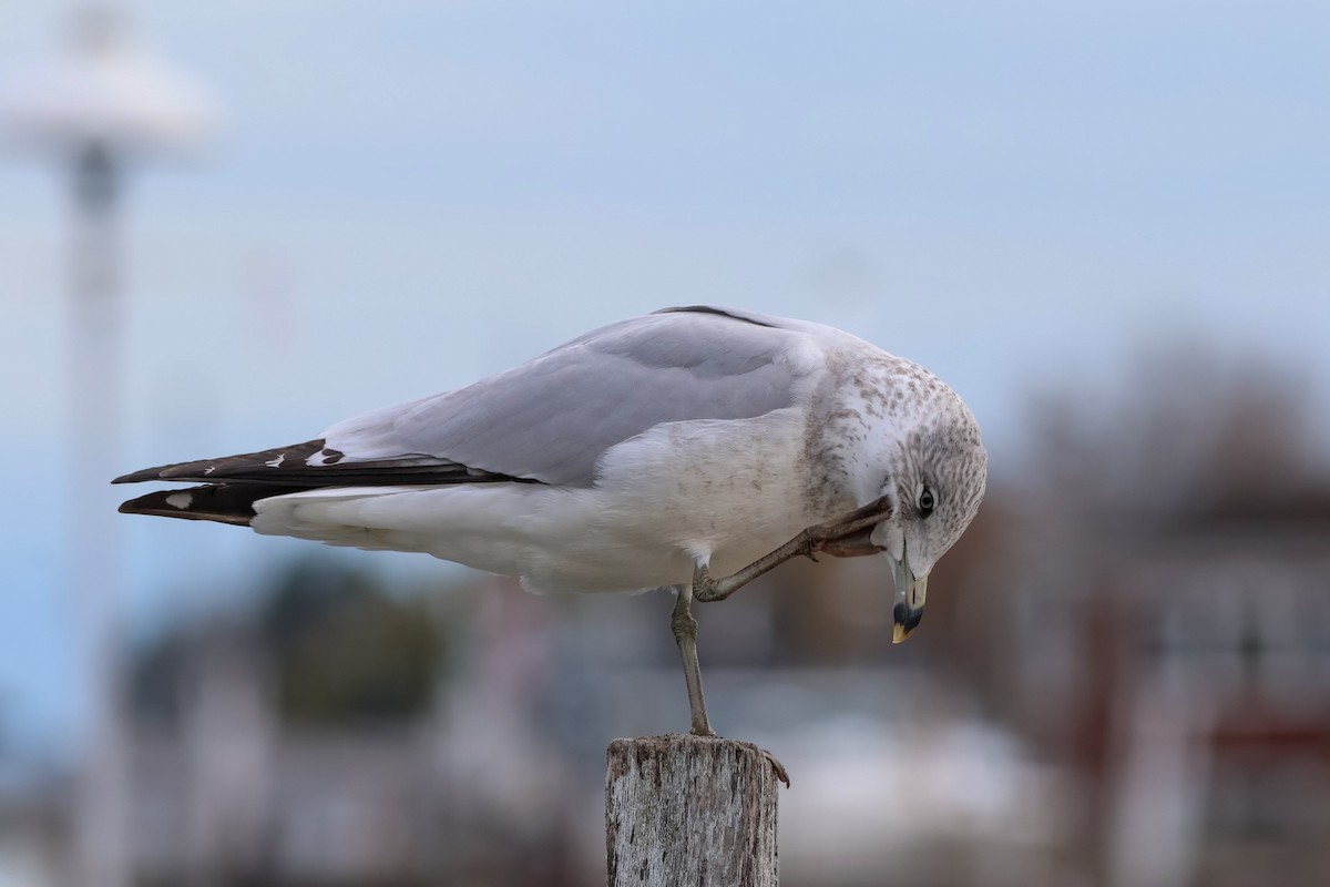 racek kroužkozobý - ML626350645