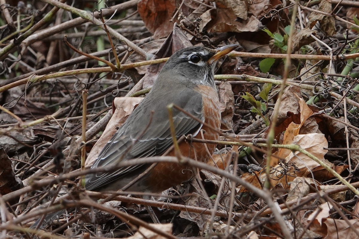 American Robin - ML626350823