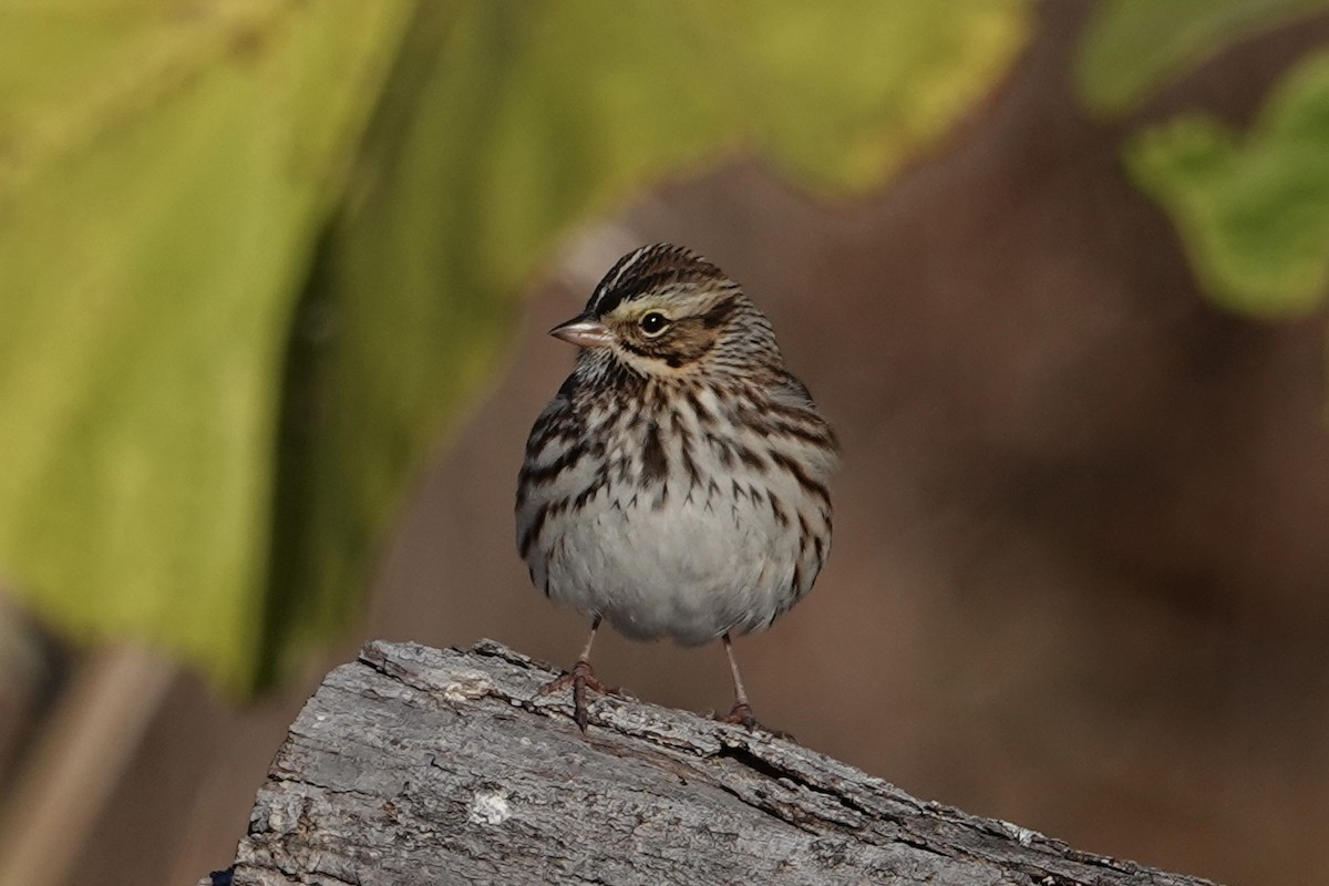 Savannah Sparrow - ML626350940