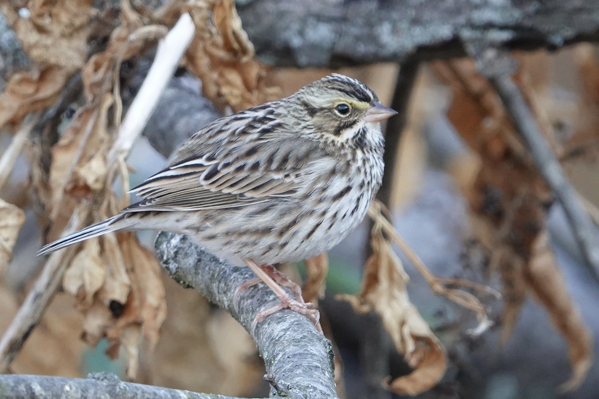 Savannah Sparrow - ML626350941