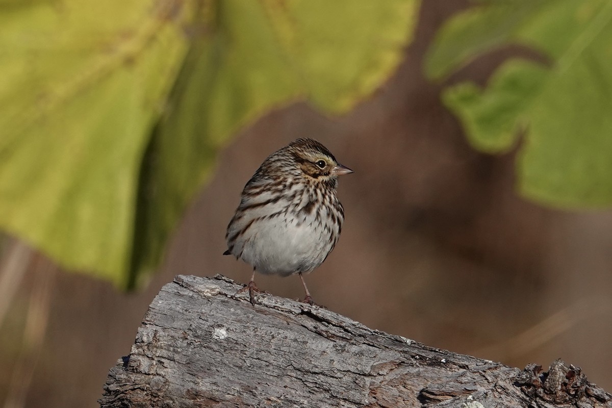 Savannah Sparrow - ML626350942