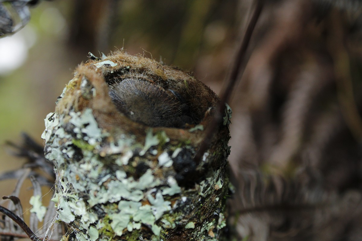 Volcano Hummingbird - ML626350970