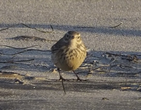 American Pipit - ML626351116