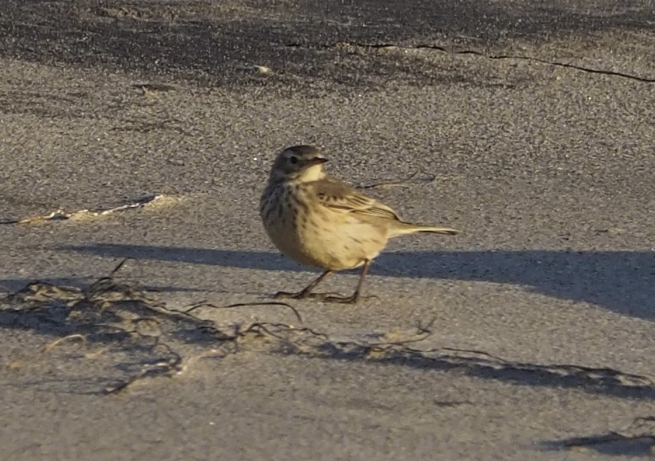 American Pipit - ML626351117