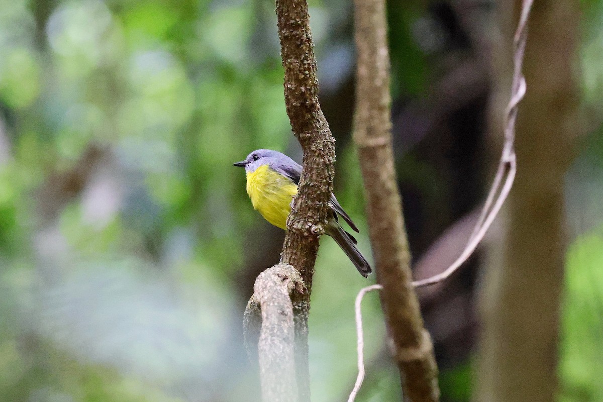 Королець жовтий - ML626351229