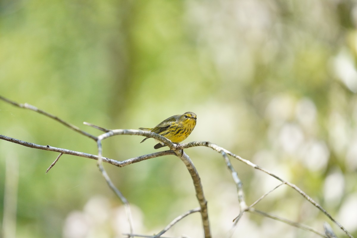 Cape May Warbler - ML626351321