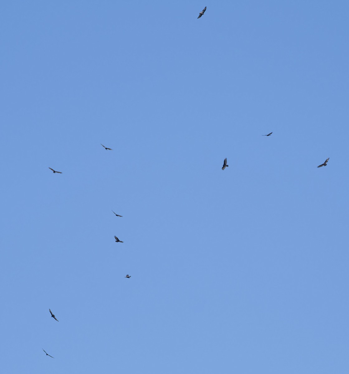 Turkey Vulture - ML626351334