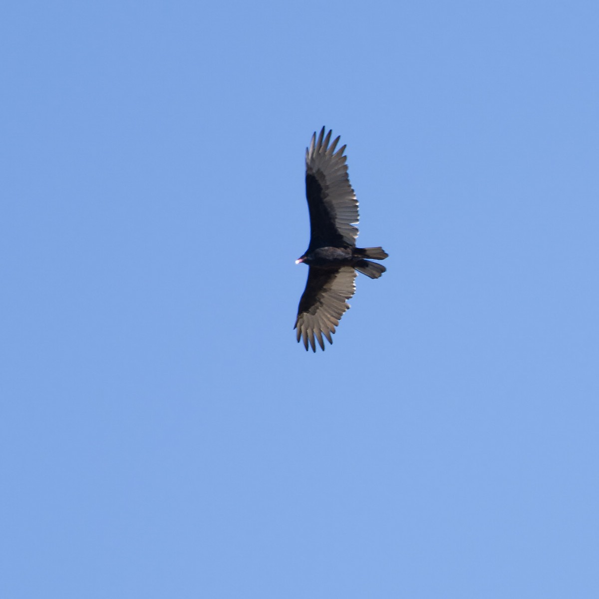 Turkey Vulture - ML626351335