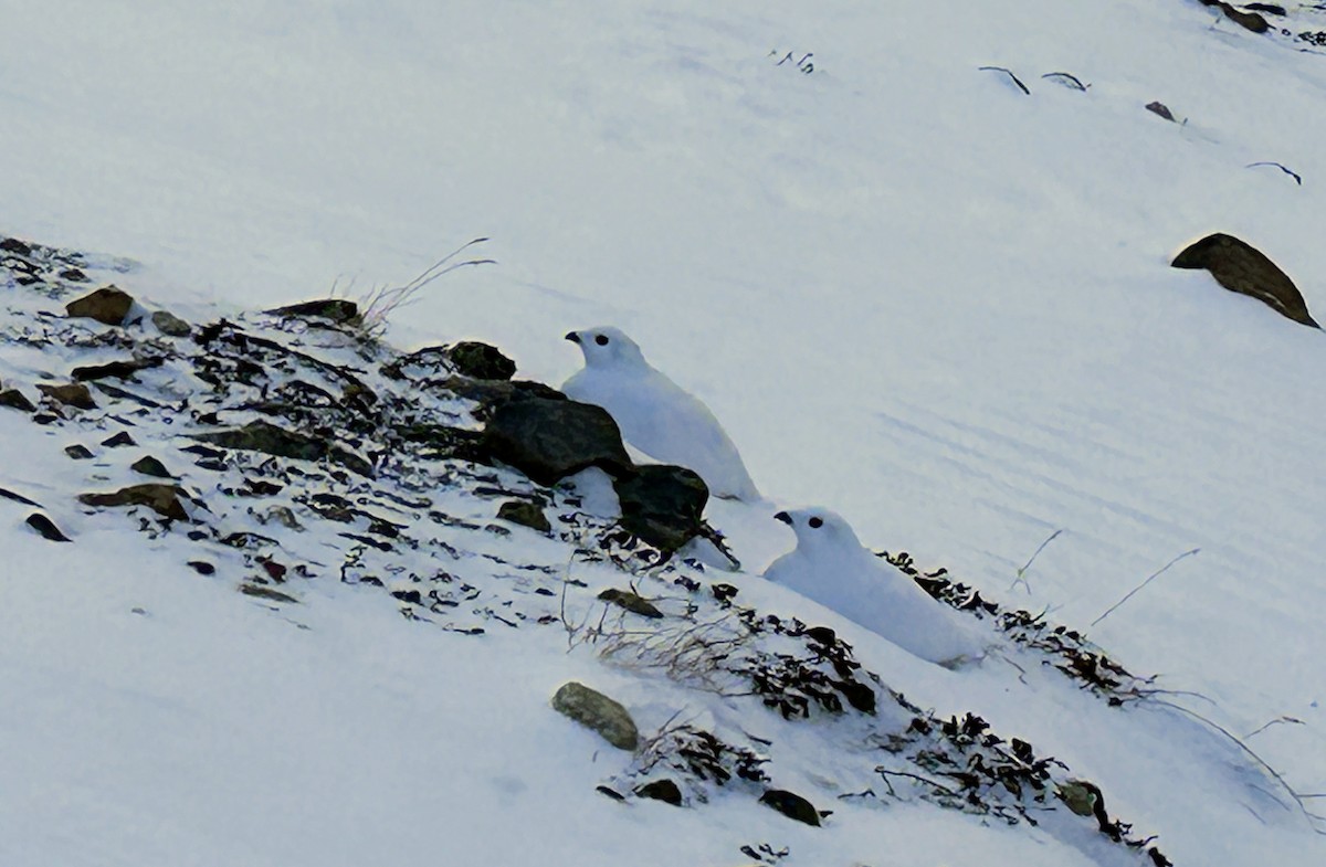 White-tailed Ptarmigan - ML626351496