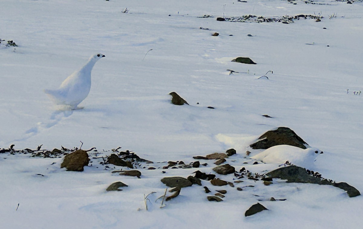 White-tailed Ptarmigan - ML626351497