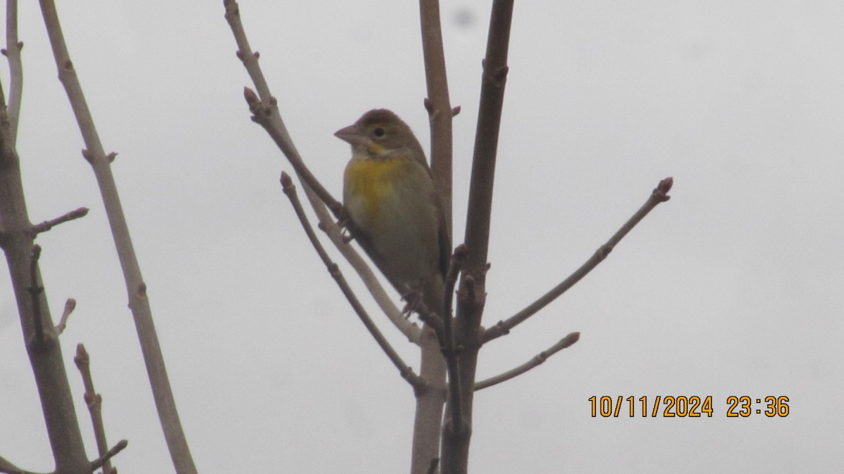 Dickcissel - ML626352117