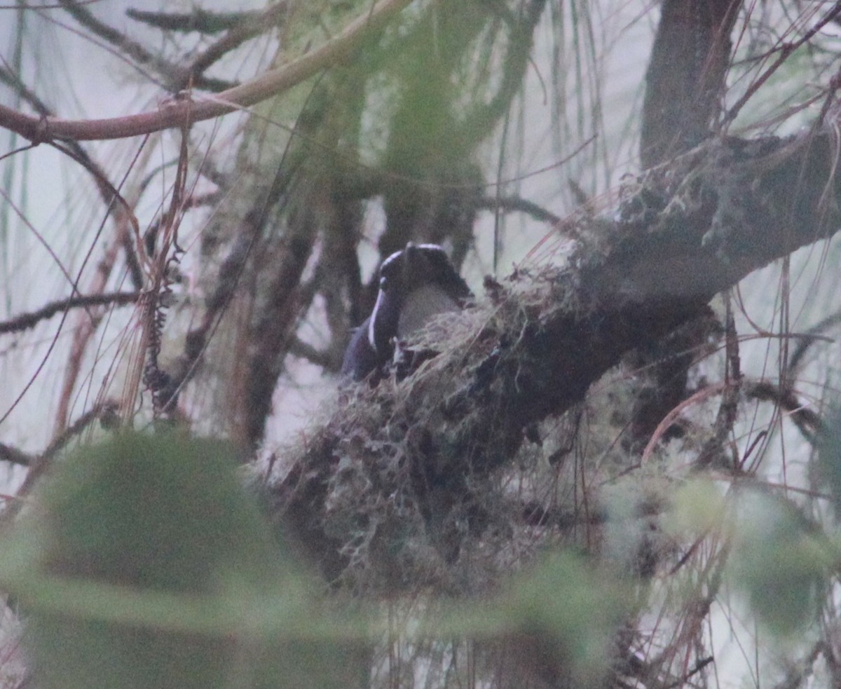 White-throated Jay - ML626352433