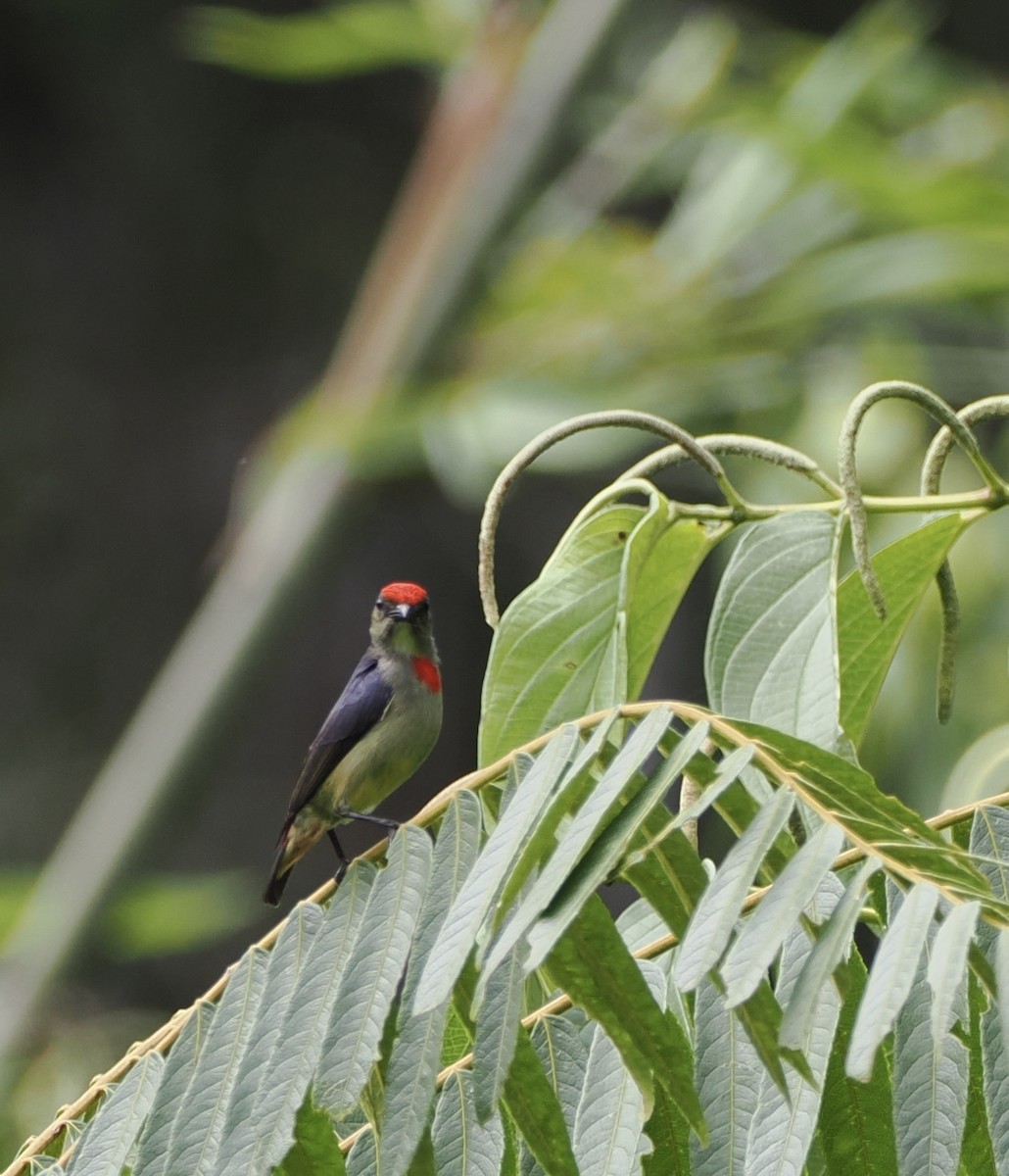 Red-capped Flowerpecker - ML626352435
