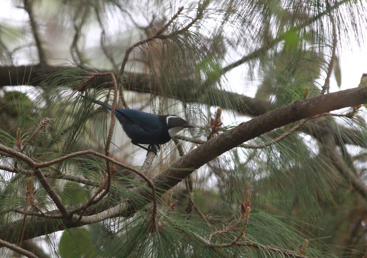 White-throated Jay - ML626352453