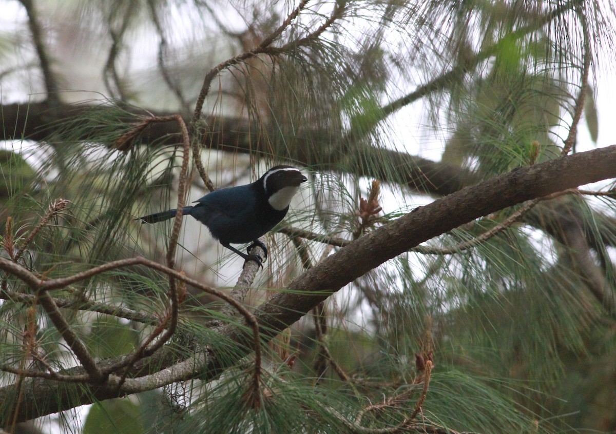 White-throated Jay - ML626352468