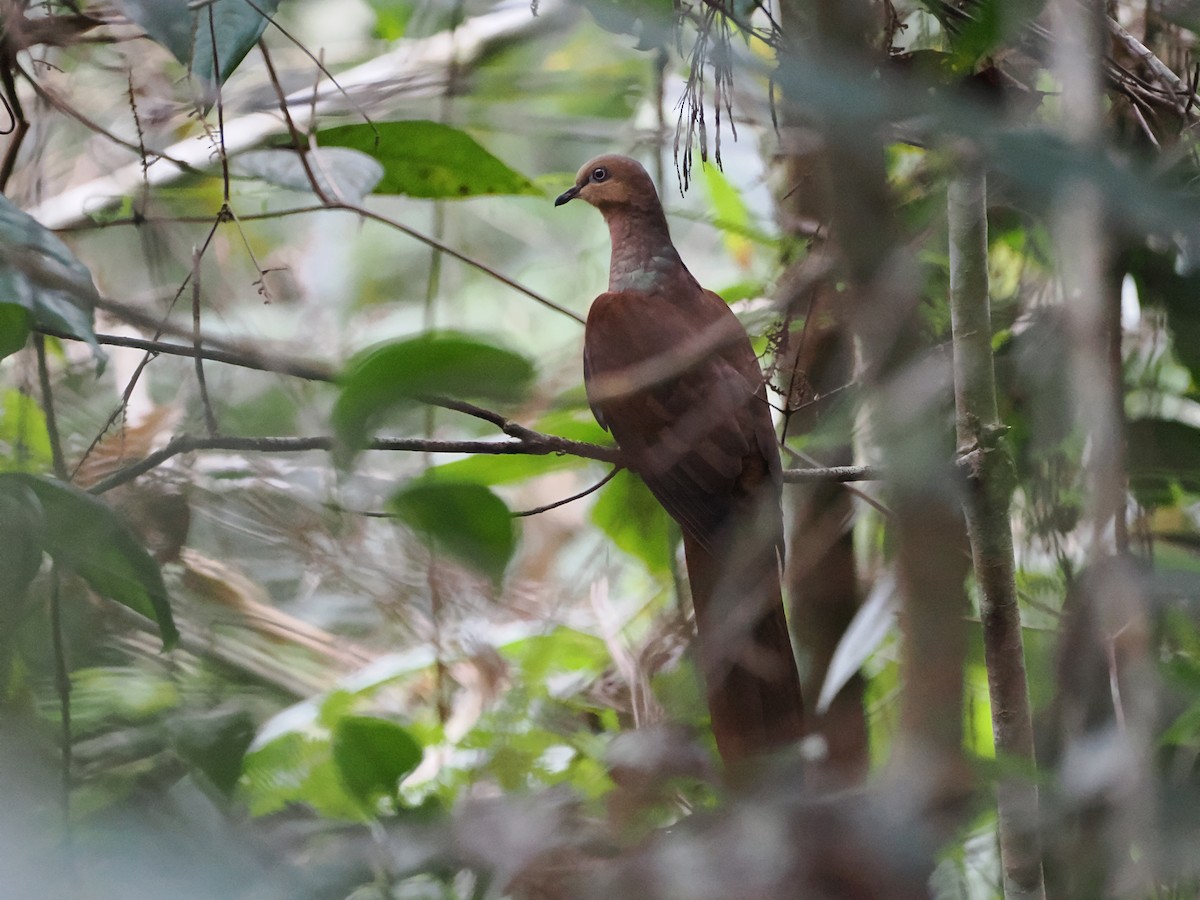Amboyna Cuckoo-Dove - ML626352512