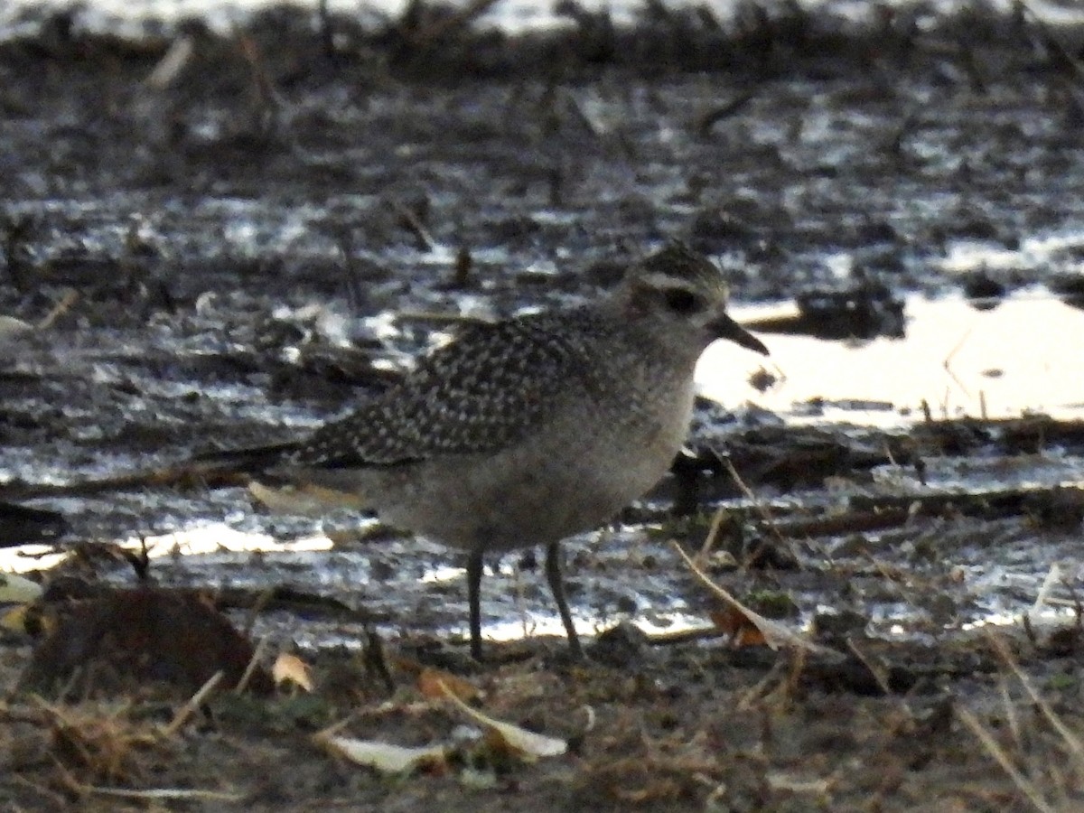 American Golden-Plover - ML626352599