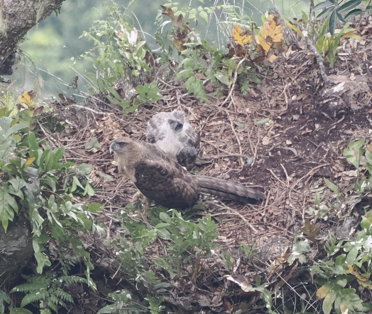 New Guinea Eagle - ML626352606