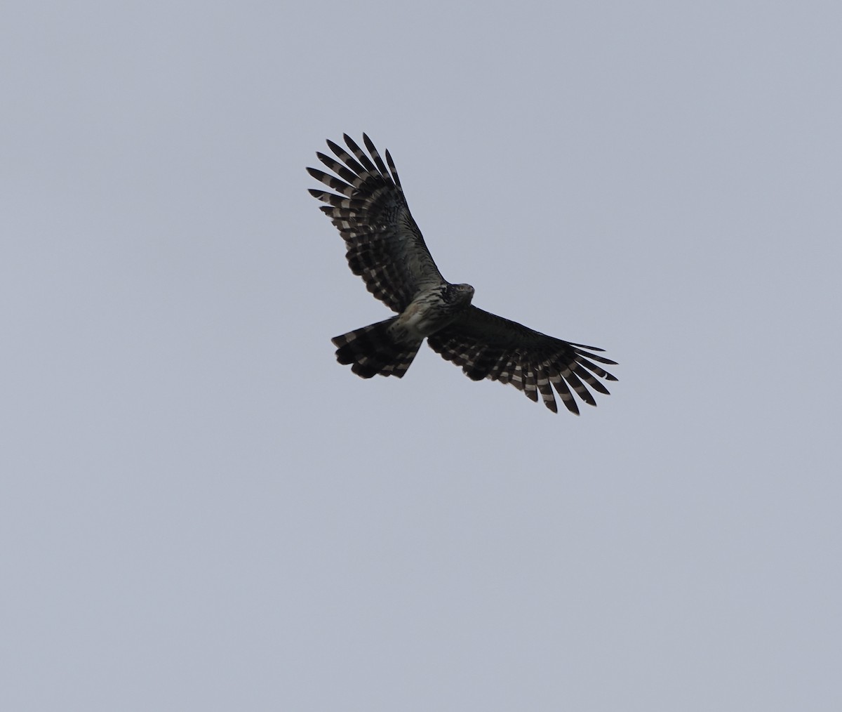 Long-tailed Honey-buzzard - ML626352615