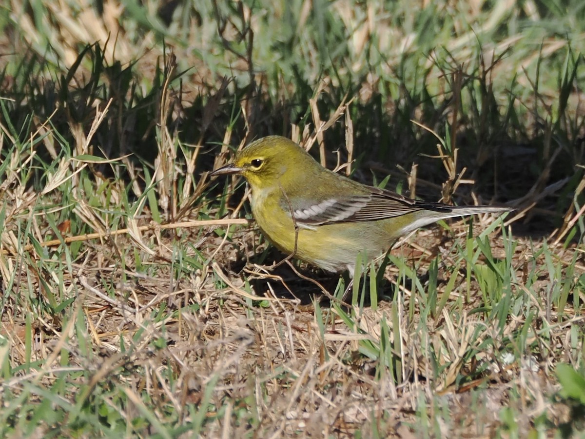 Kiefernwaldsänger - ML626352821