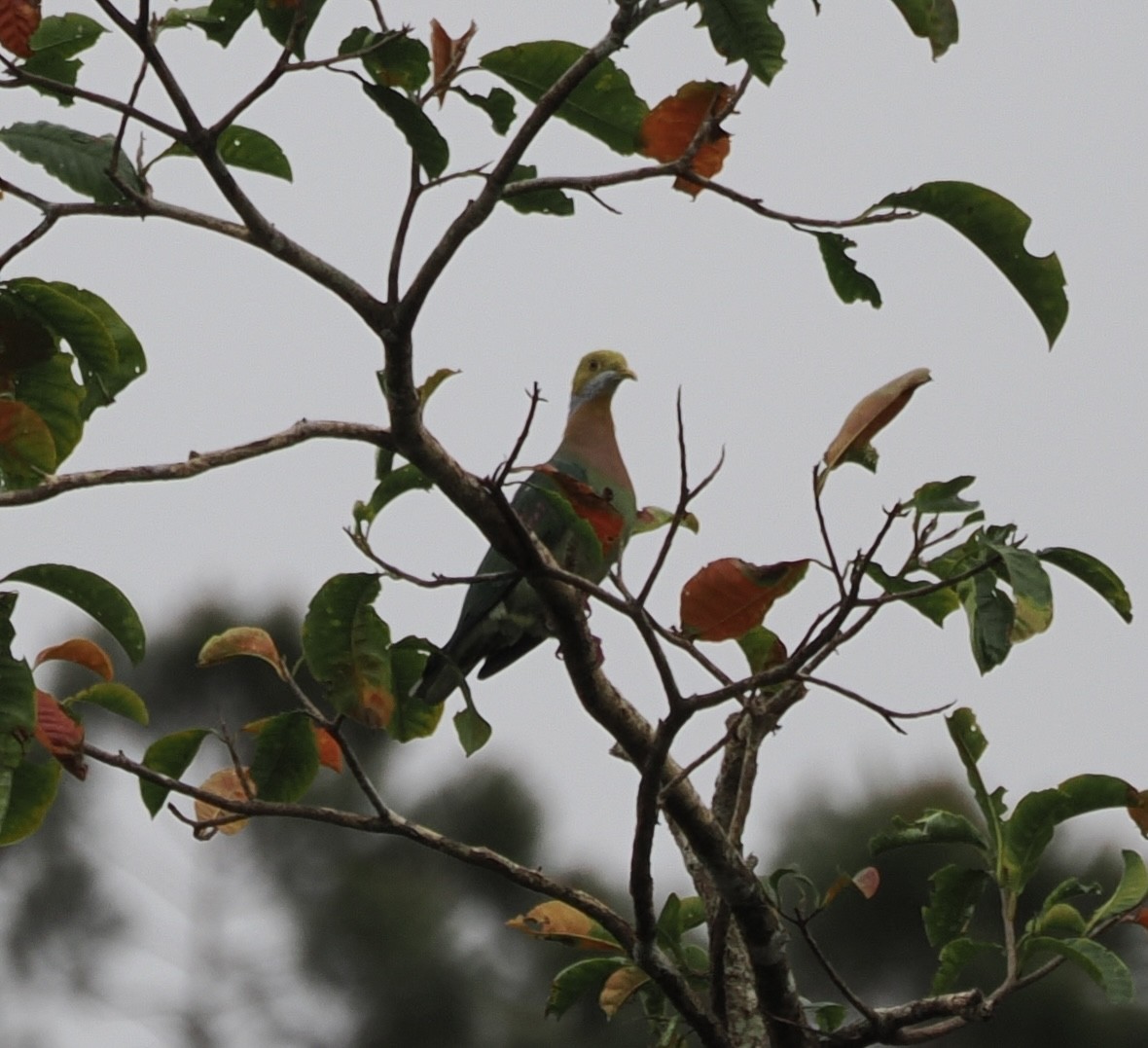 Pink-spotted Fruit-Dove - ML626352873