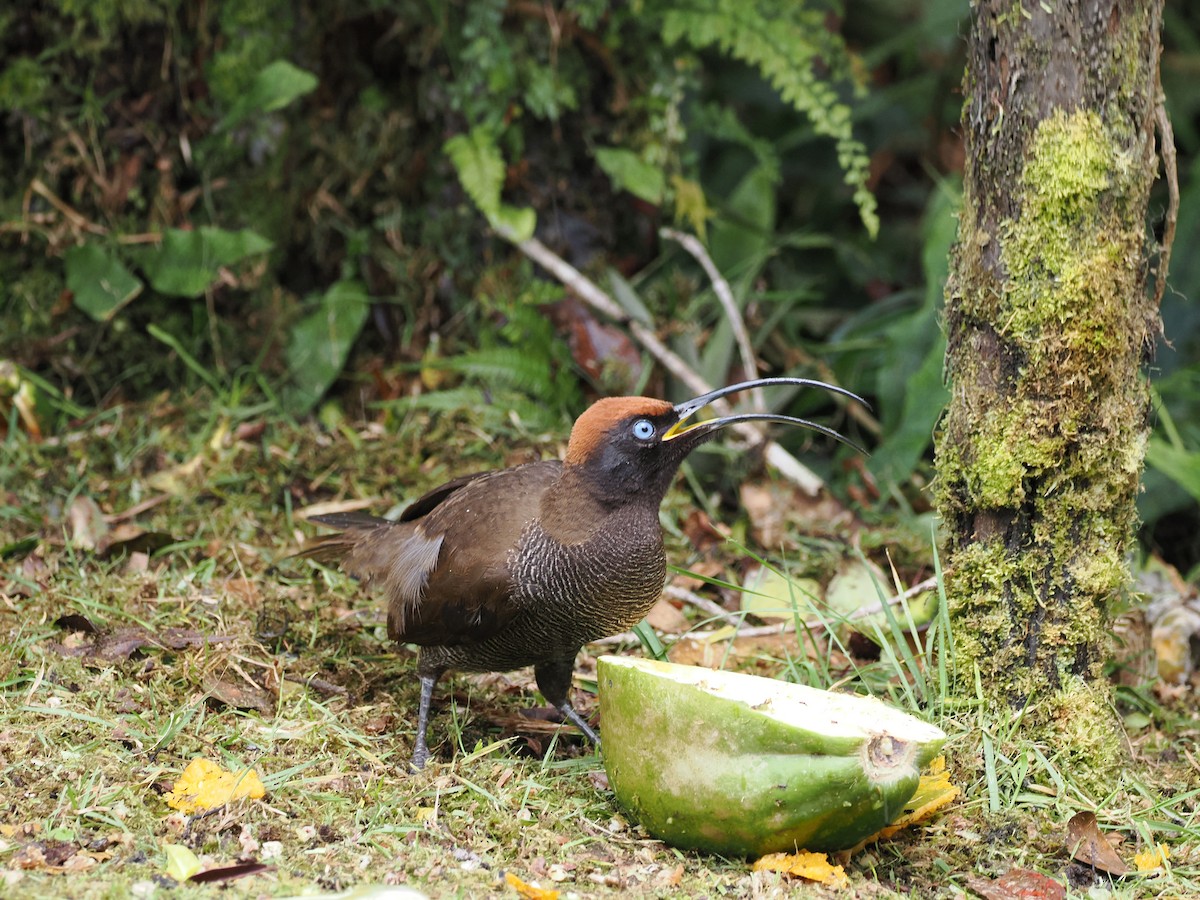 Brown Sicklebill - ML626352975