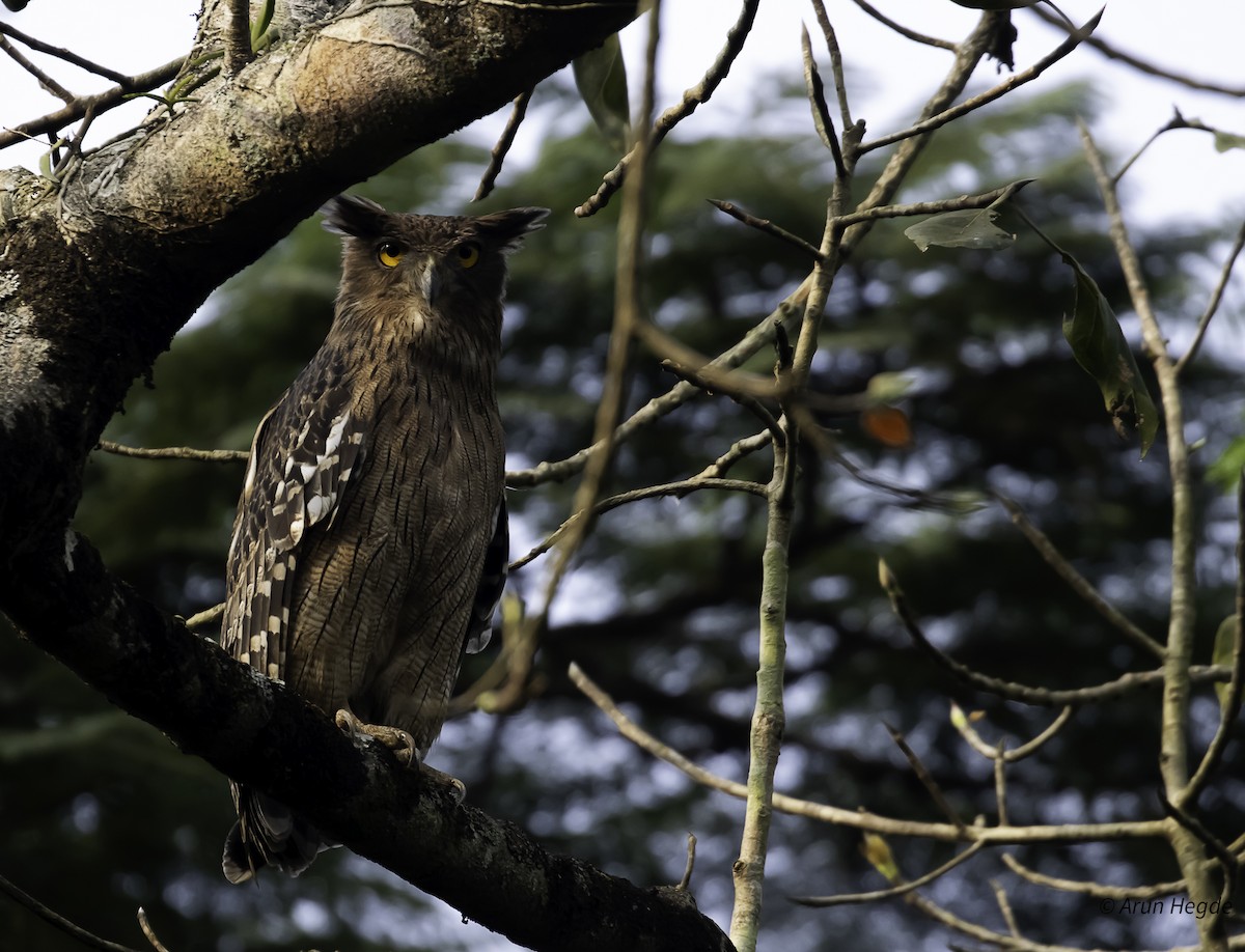 Brown Fish-Owl - ML626352983