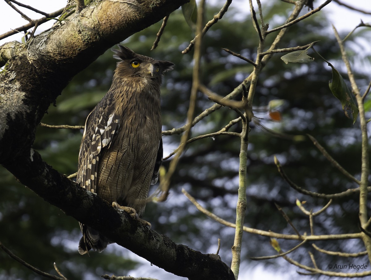 Brown Fish-Owl - ML626352984