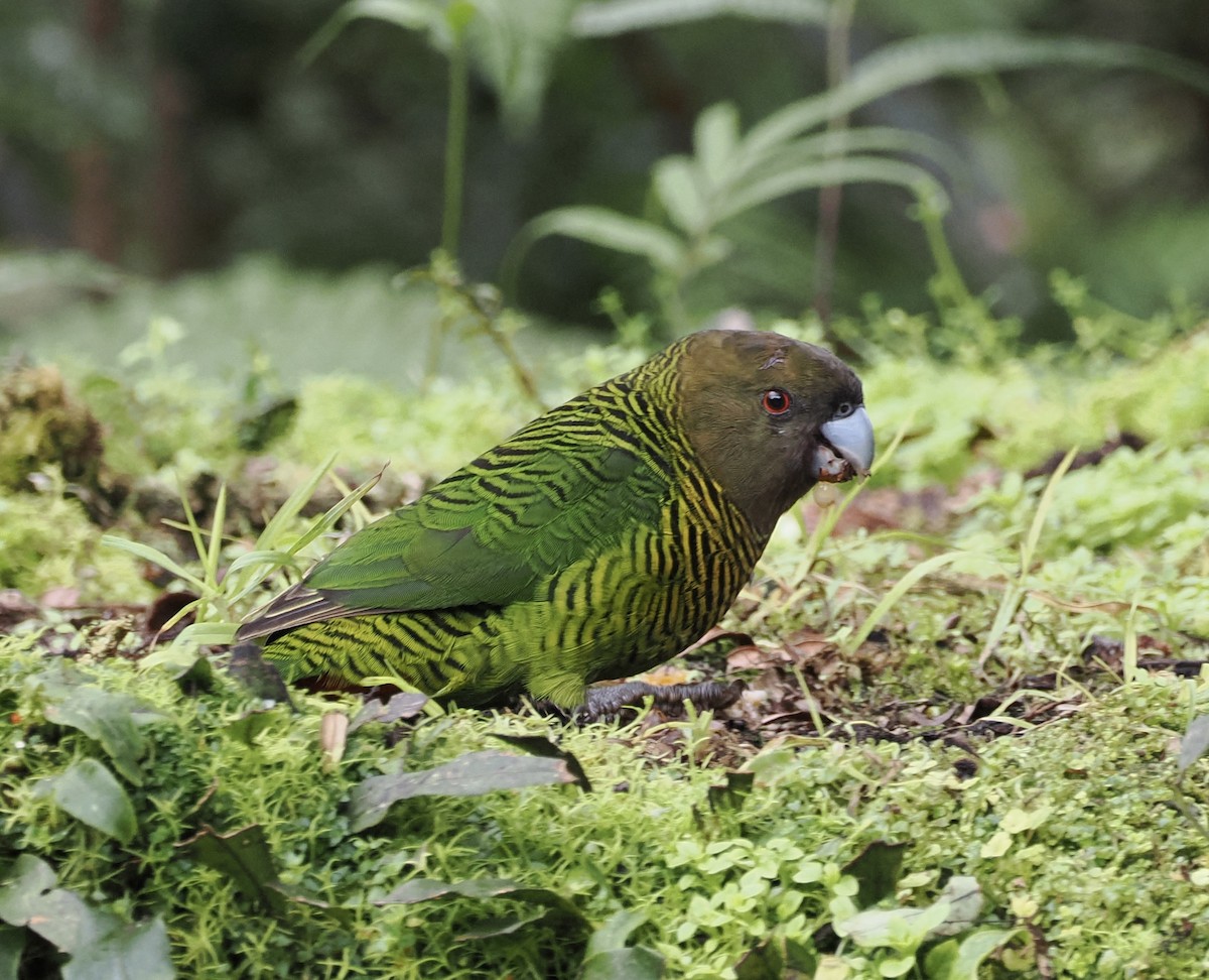 Brehm's Tiger-Parrot - ML626352991