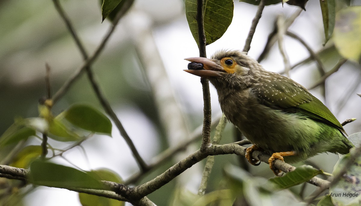 Brown-headed Barbet - ML626353154