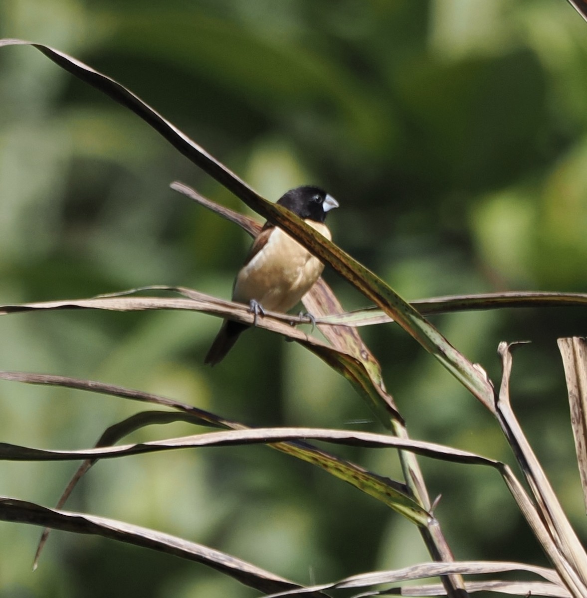 Hooded Munia - ML626353198